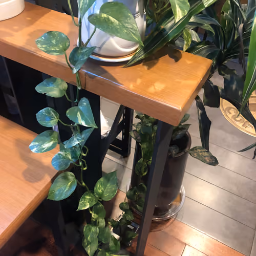 Indoorplants #443797084