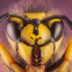 Insect Army