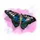 Insect_kkmyy