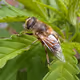 Insect-life