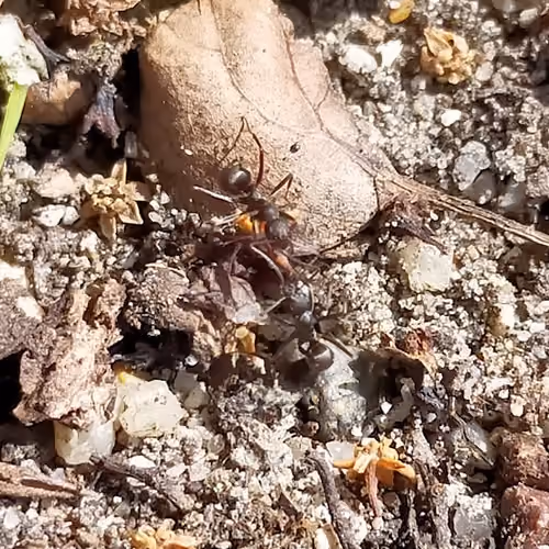 insect nft japan