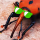 Insecticide