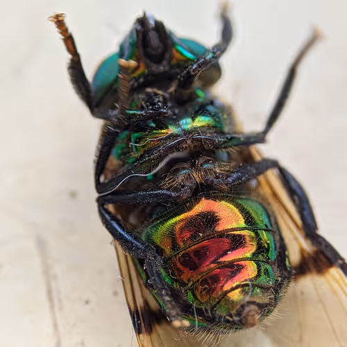 Insect Macro Collection