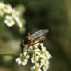 insects-chilling