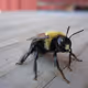 insects life