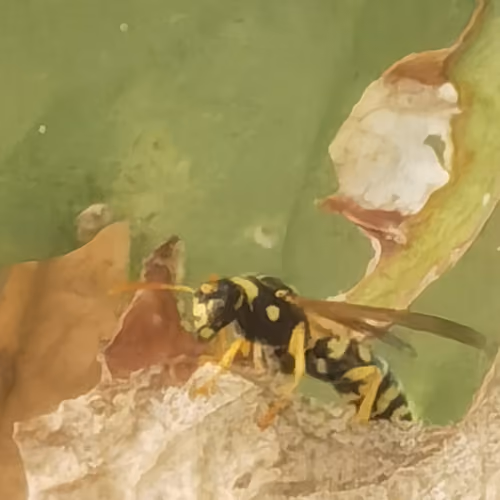 Insectsarts