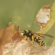 Insectsarts