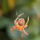 Insects of Southeast Asia