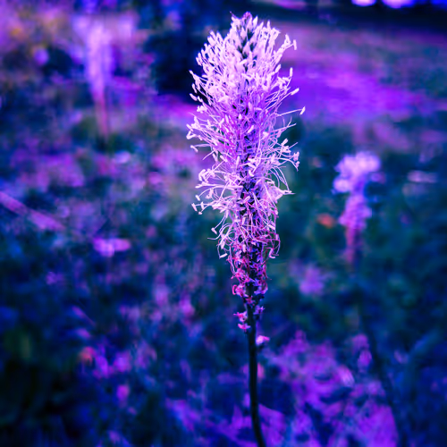 Insights of a Lifetime