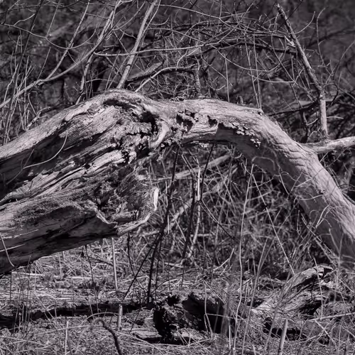 Insomniac Humor - View at Your Own Risk