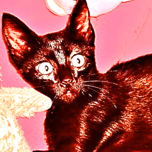 Intense Cats