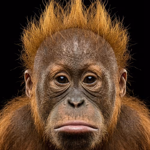 Internet Apes