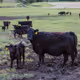 Iowa Cows