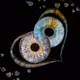 Iris Contract