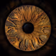 Iris eye