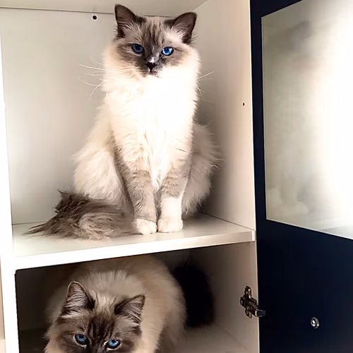 IRL CAT.