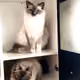 IRL CAT.
