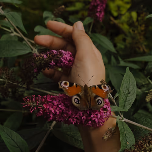 Isa Rus Editions - old