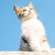 Amazing Cats