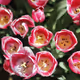 istanbul in flowers - old