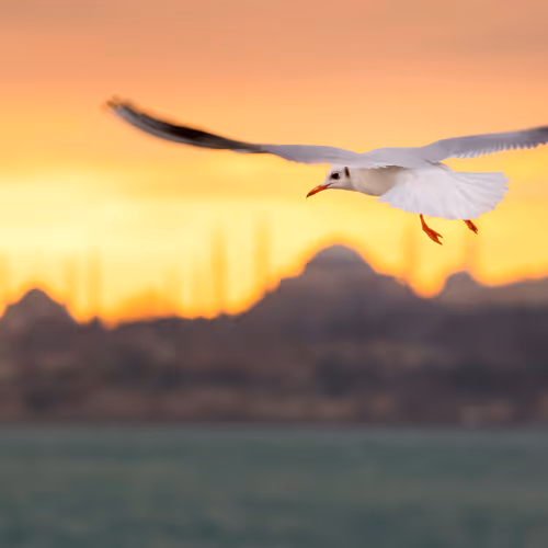 Istanbul under my wings. - old