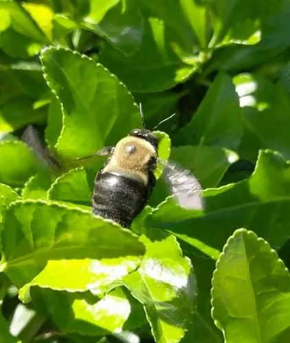 It Bees Like That Sometimes