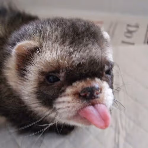 just a animal