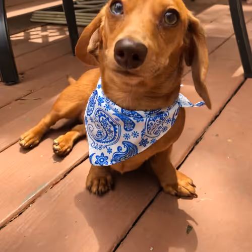 Ivy The Dachshund