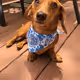 Ivy The Dachshund
