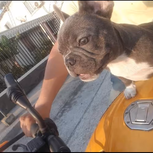 I WANT MY FRENCHIE