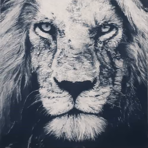 The King of The Jungle Collection