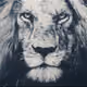 The King of The Jungle Collection