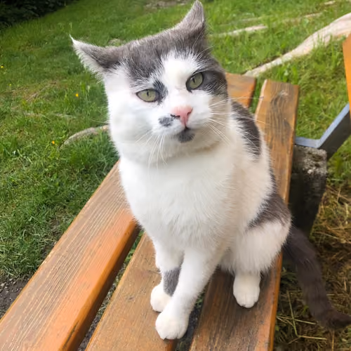 Jacko the Cat