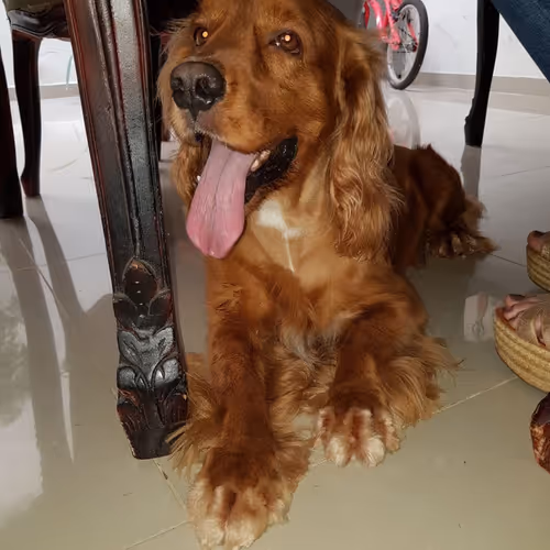 JAMES THE COCKER SPANIEL
