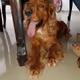 JAMES THE COCKER SPANIEL