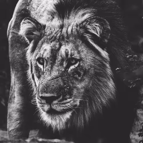 James Smart Wildlife - old