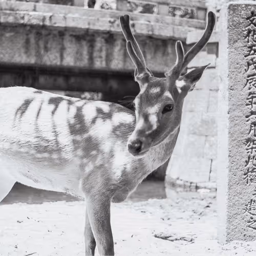 JAPAN. minimalist laminates - old