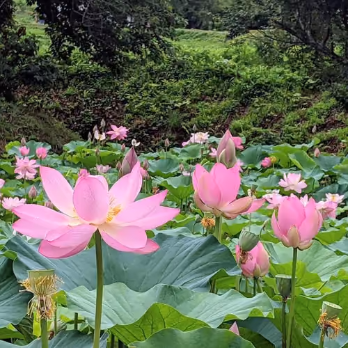Japanese summer landscape