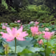 Japanese summer landscape