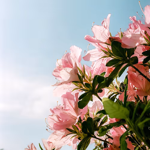 japanese summer - old