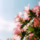 japanese summer - old