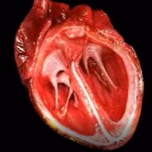 from heart to heart. - old
