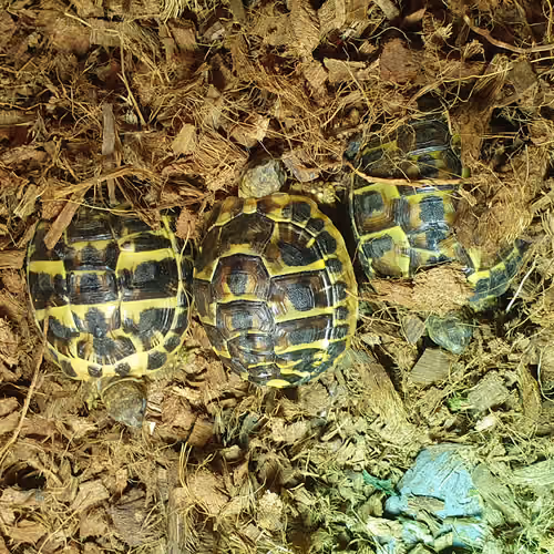 Jasmine, Jet and Jade
