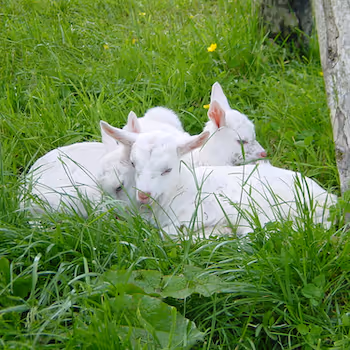 Cork & Kerry (Collection 1)