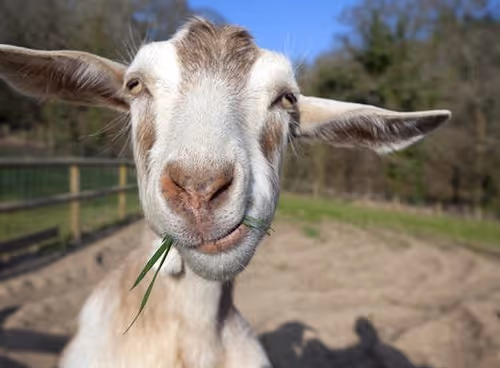 JayStone Collection - old