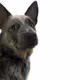 Jeffrey - The Australian Cattle Dog (Blue Heeler)