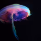 JELLYFISH COSMOS