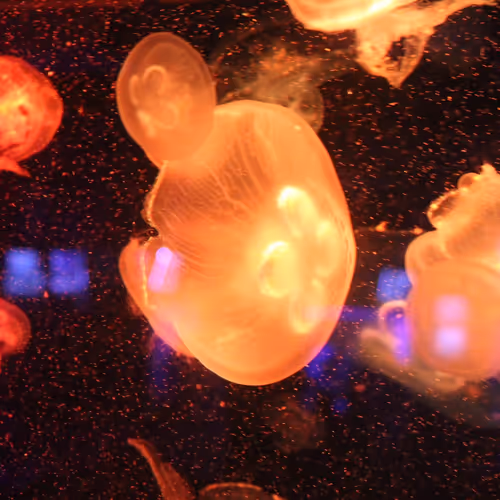 JellyfishNft
