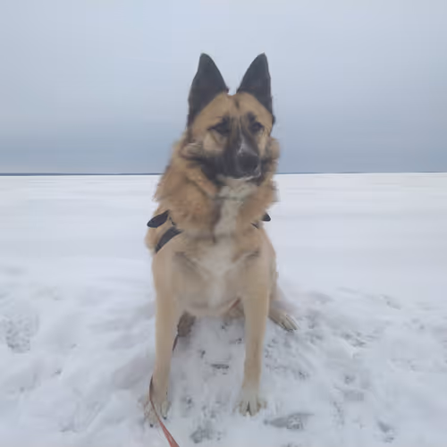 Jeric's dog nft