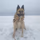 Jeric's dog nft